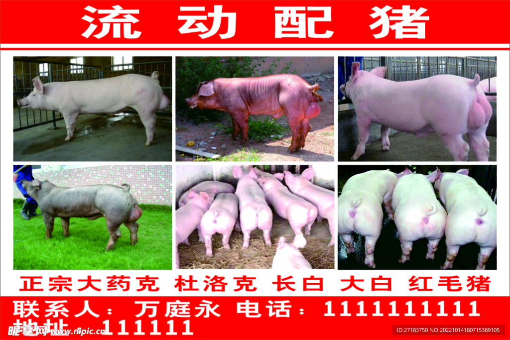 种猪