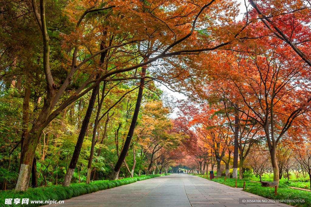 秋季森林公园道路