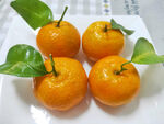 橘子图片素材