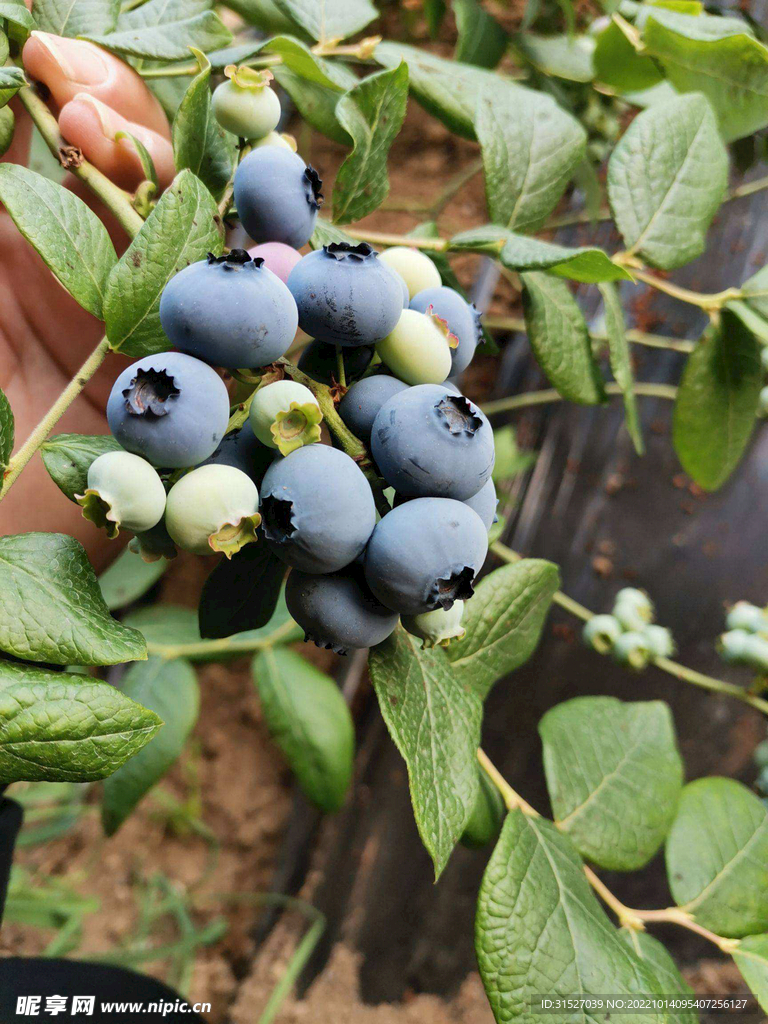 新鲜蓝莓摄影图