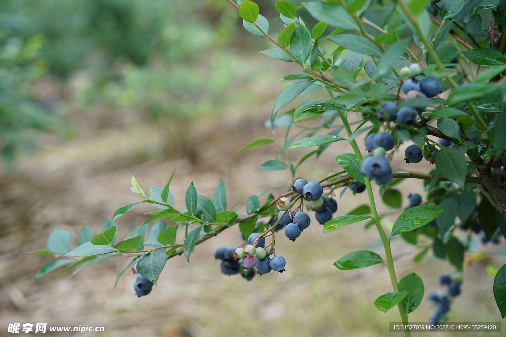 枝头的新鲜蓝莓摄影素材