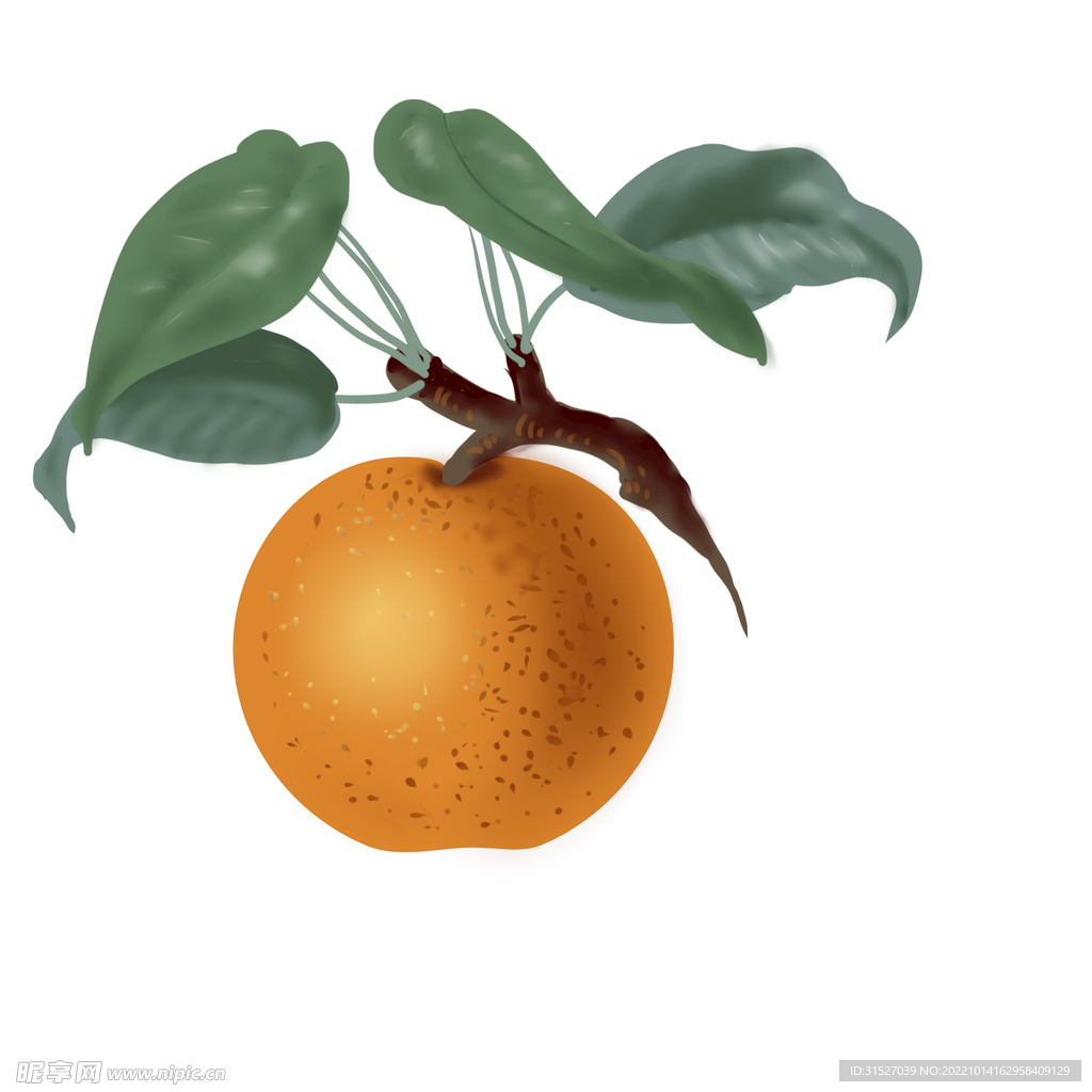 橙子插画