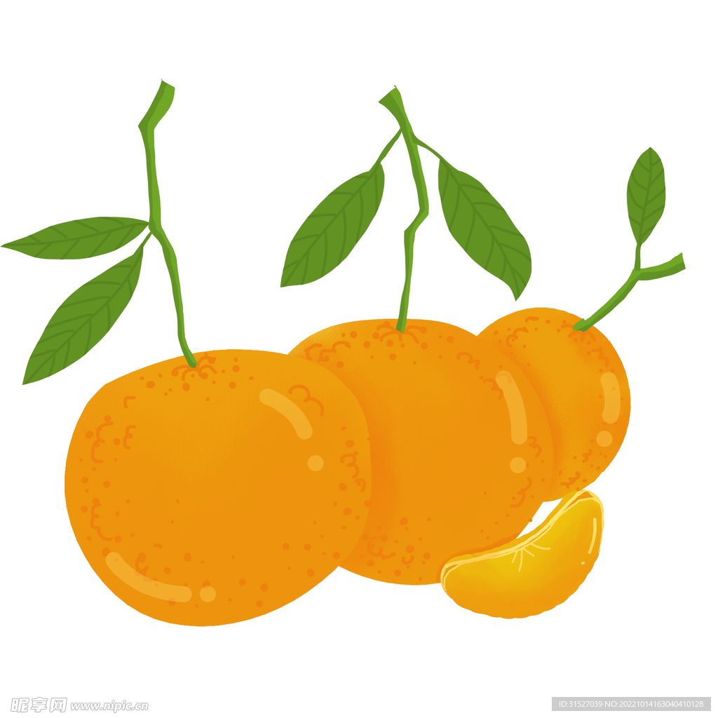 柑橘插画