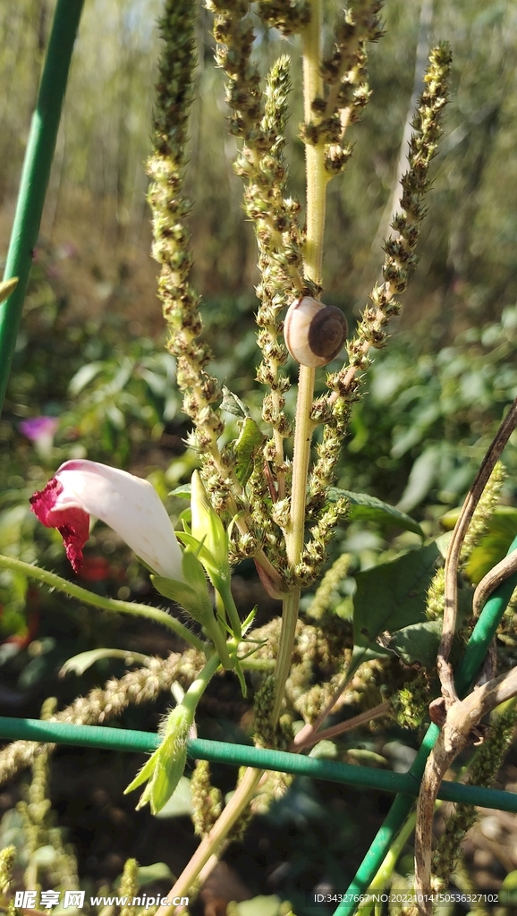 牵牛花