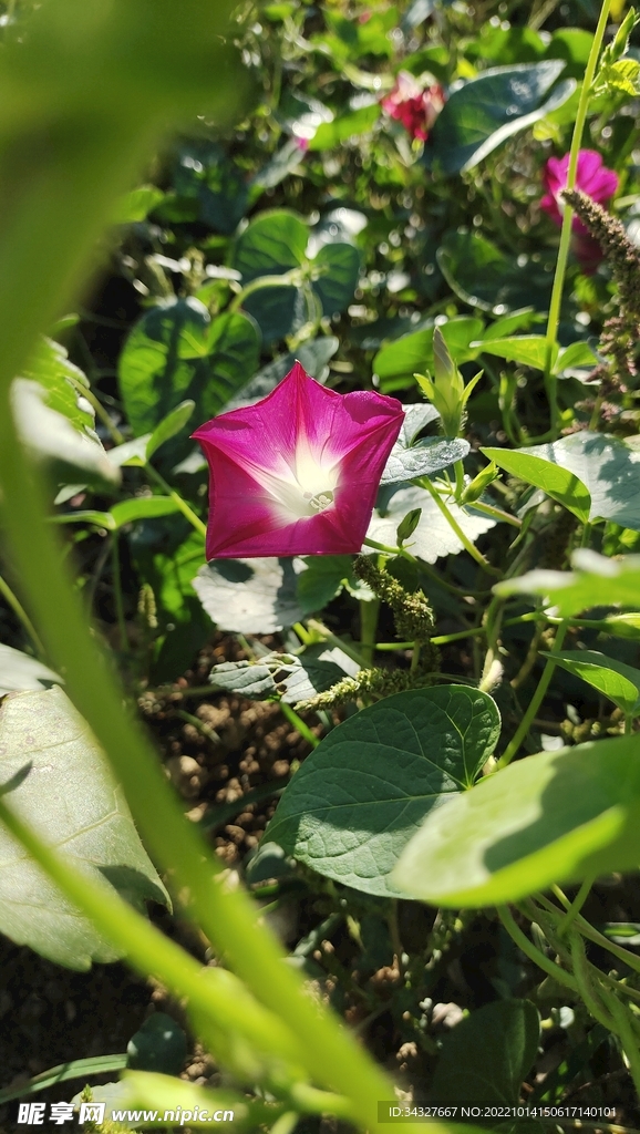 玫瑰红牵牛花