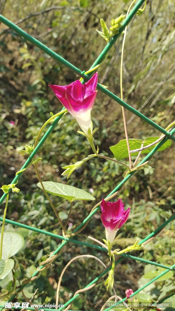 牵牛花摄影