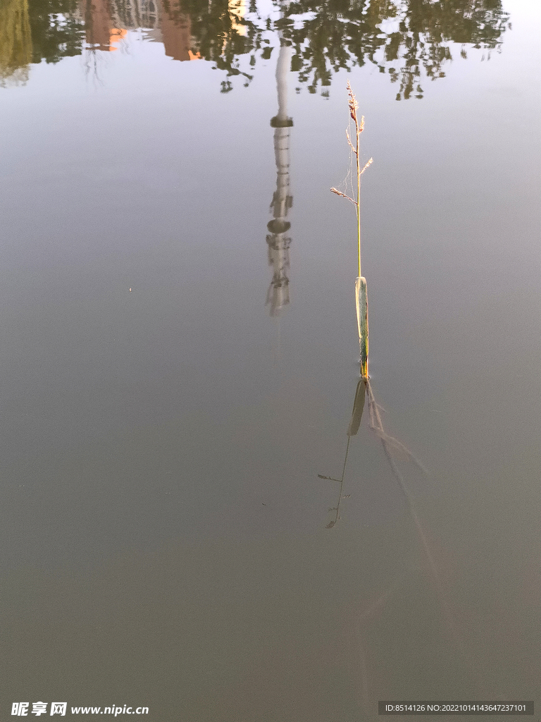 河塘小草