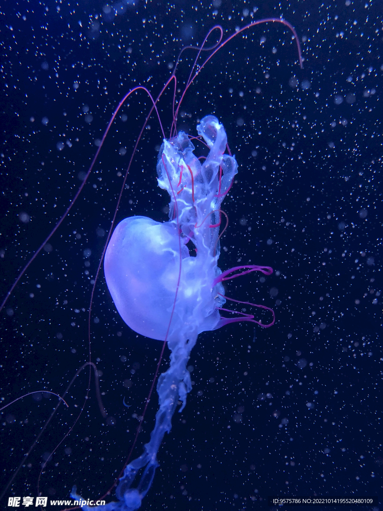 水母海洋生物