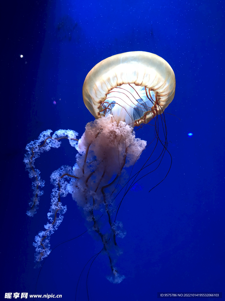 水母海洋生物