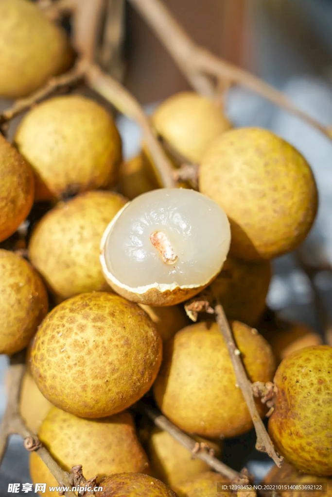 桂圆