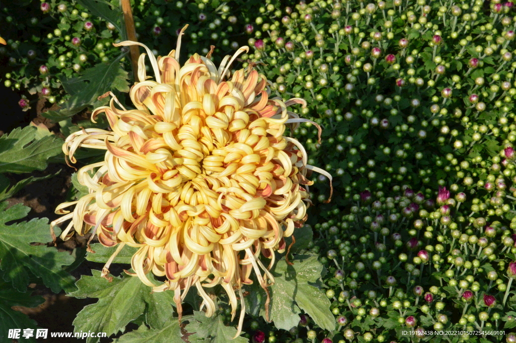 菊花  