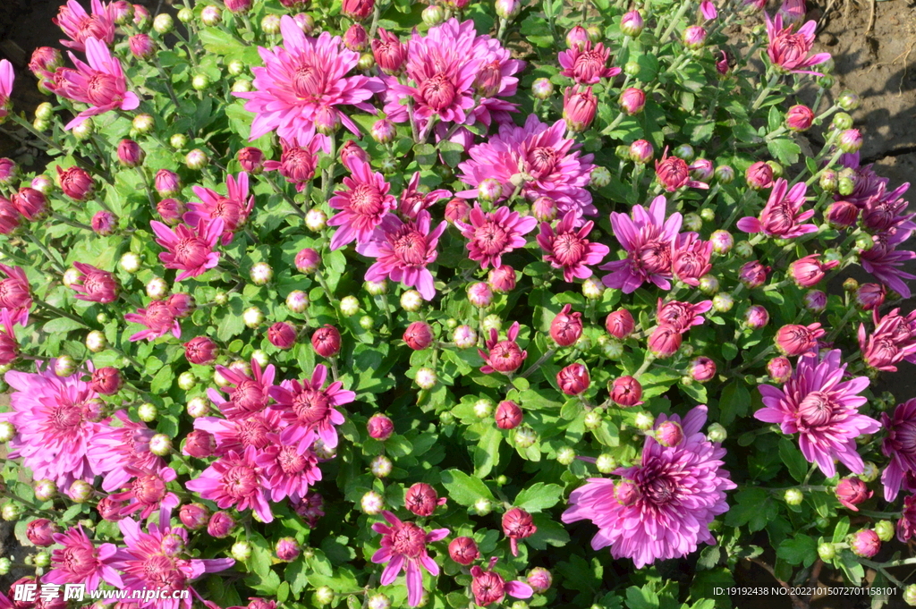 菊花 