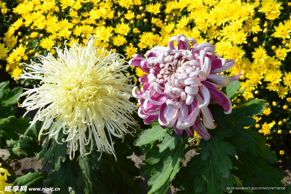 菊花 
