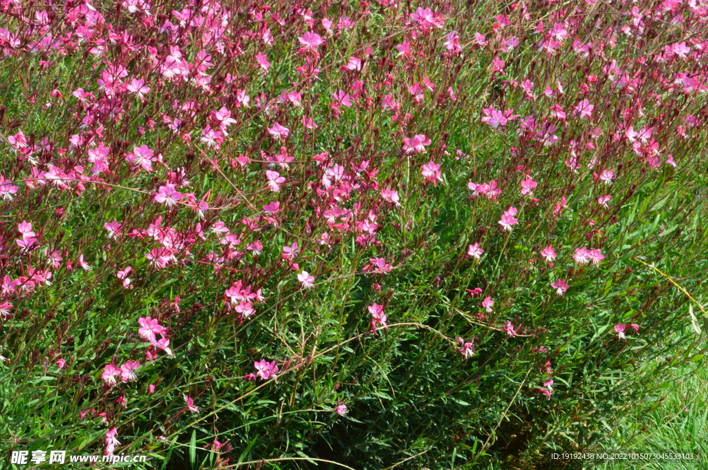 山桃草 
