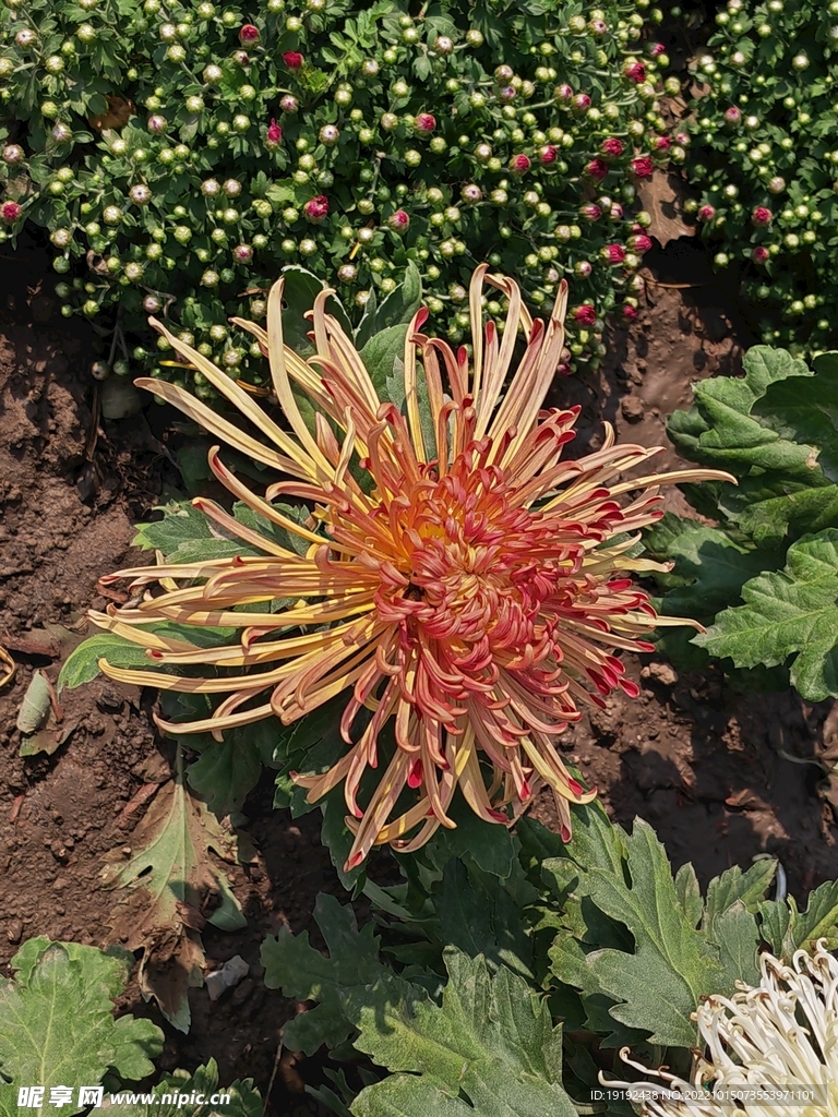 菊花  