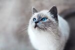 暹罗猫