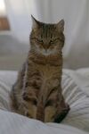 凶表情的猫