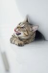 猫咪