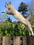 跳跃的猫