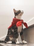 台阶上的猫