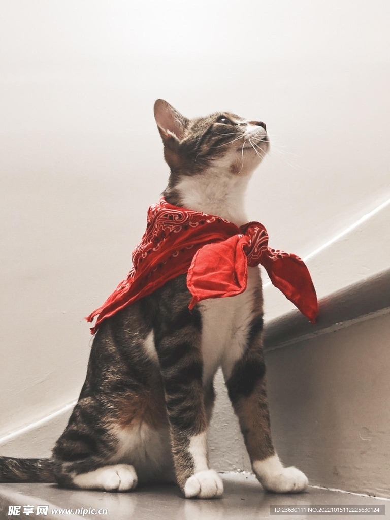 台阶上的猫