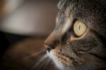 猫咪特写