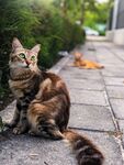 路边的猫