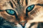 猫眼睛