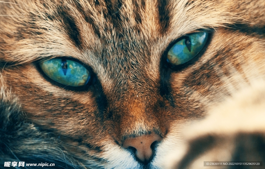 猫眼睛