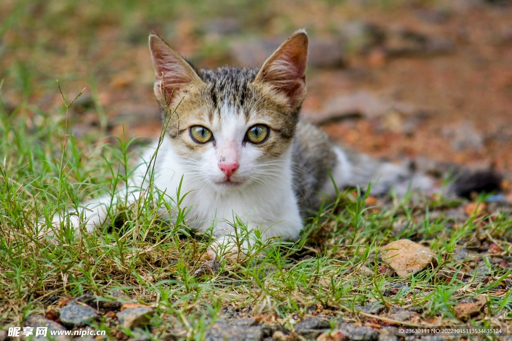 草地上得猫