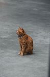 橘猫