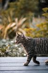 猫咪