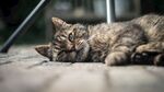 慵懒的猫