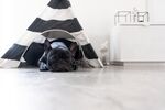 斗牛犬