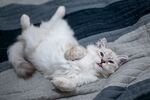 慵懒的猫咪