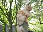 霸气的猫