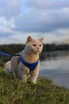 野外的猫咪