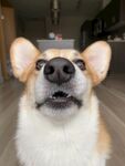 柯基