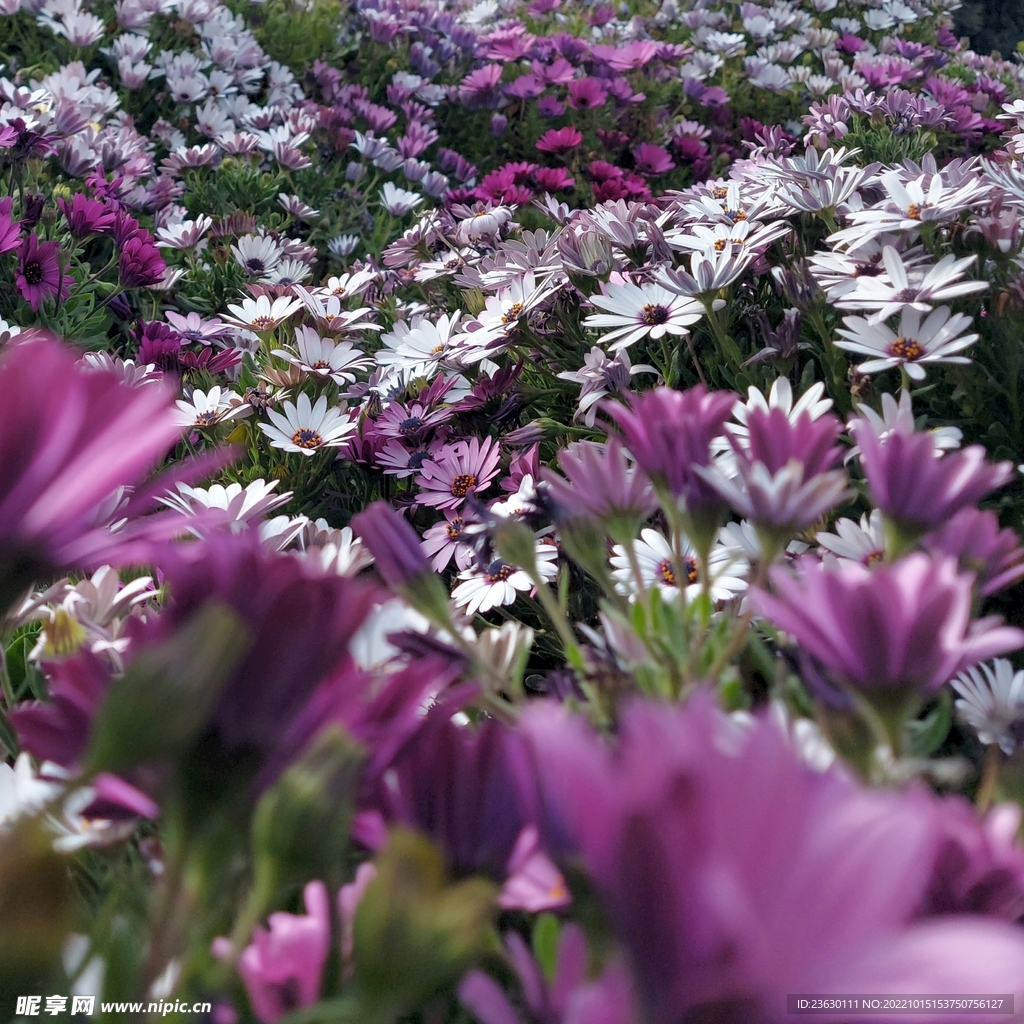 花
