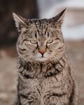 小胖猫