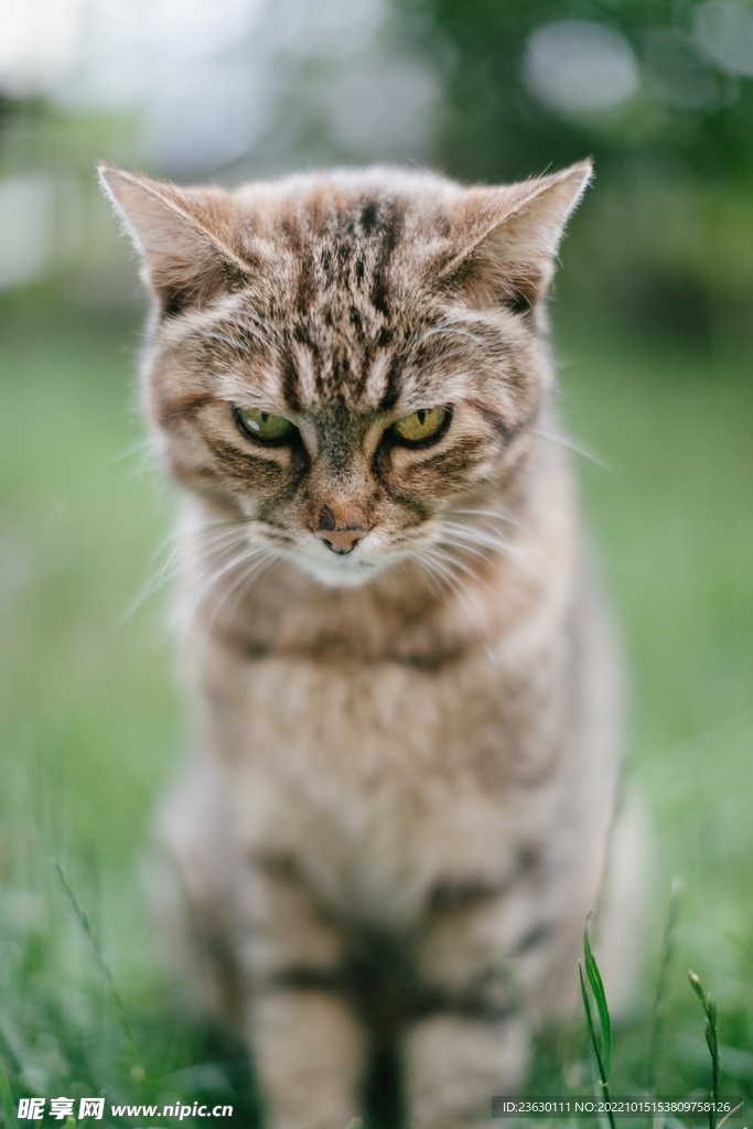 小花猫