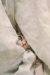 躲猫猫
