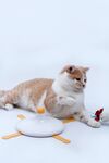 猫咪