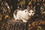 猫咪