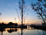夕阳下水杉小石桥