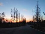 夕阳下林间公路