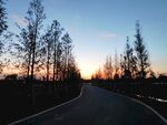 黄昏下林间公路
