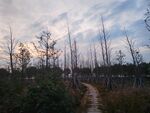 夕阳下林间小石板路