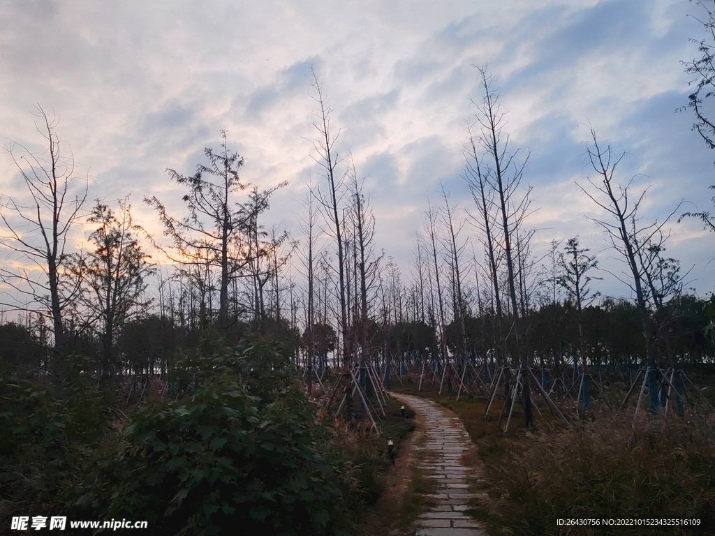 夕阳下林间小石板路