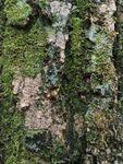苔藓